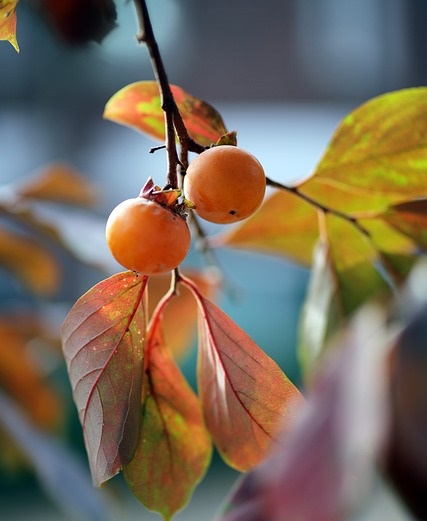 秋に収穫できるカキノキ科カキノキ属の果実。酢の物、和え物やそのままで。