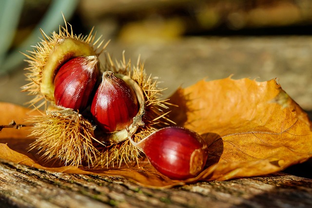 秋に収穫できるブナ科クリ属の果実。焼き栗、煮物やごはんと一緒に。